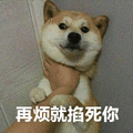 萌宠 狗 柴犬 汪星人 烦 掐死你