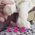 萌宠 不要嘛 猫 喵星人 soogif soogif出品