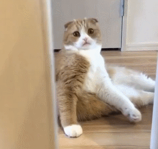 猫咪gif动态图片,坐姿性感关门动图表情包下载 - 影视