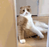 猫咪 坐姿 性感 关门