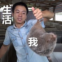 竹鼠 华农兄弟