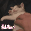 卖萌 猫咪 舒服
