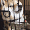 狗狗 大脸 可爱 安静