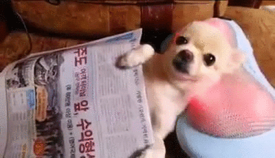 狗 看报纸 按摩 爽 萌萌哒 dog