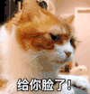 萌宠 猫星人 给你脸了 嫌弃 呆萌