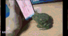 苹果手机 青蛙,  学习 逗逼
