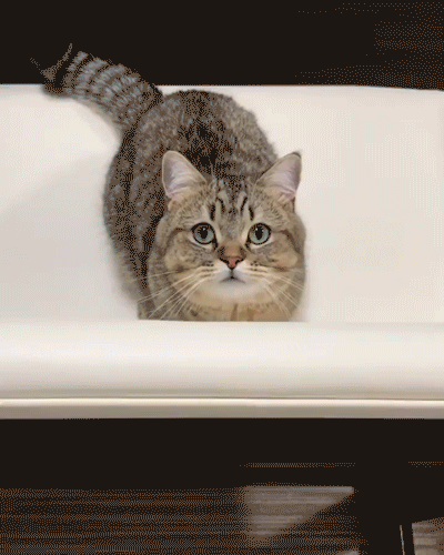 猫咪 好气 注视 可爱