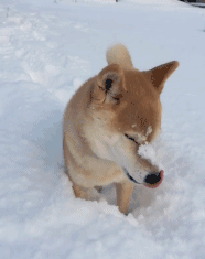狗狗 玩雪 拒绝 搞怪