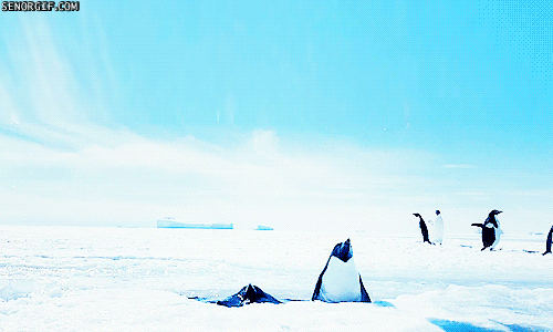 企鹅 penguin  冰川