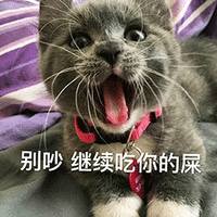 萌宠 猫咪 猫 喵星人 别吵 继续吃你的屎 斗图