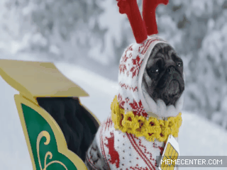 哈巴狗 冬天 滑雪 pug