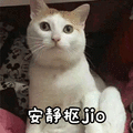 抠脚 猫 安静 jio