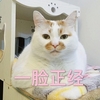 萌宠 喵星人 一脸正经 严肃一点 呆萌 可爱