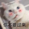 萌宠 喵星人 你不要过来 害羞 呆萌 搞怪