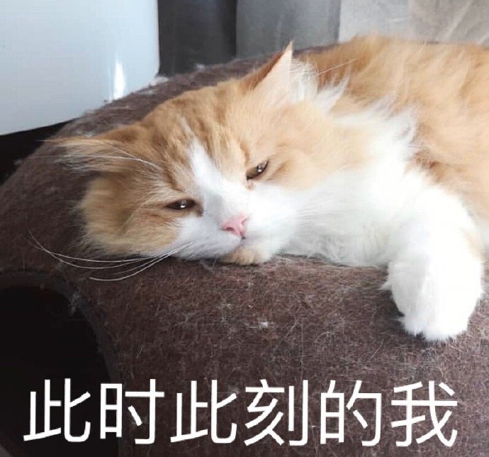 萌宠gif喵星人gif此时此刻的我gif颓废gif呆萌gif可爱gif
