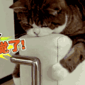 萌宠 可爱 猫 狗 猫 狗 萌宠 可爱