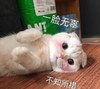 萌宠 猫星人 一脸无辜 可爱 害羞