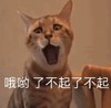 萌宠 猫星人 哎呦 了不起 了不起 呆萌 可爱