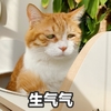 萌宠 喵星人 生气气 不开心 委屈 难过 要安慰