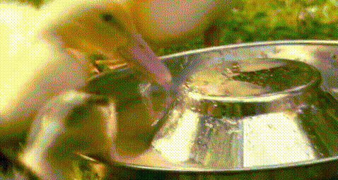 小鸭子 喝水 可爱 搞笑