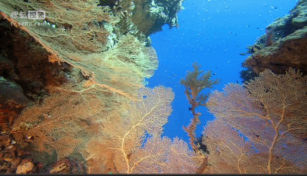 深海奇探 海底 植物 鱼