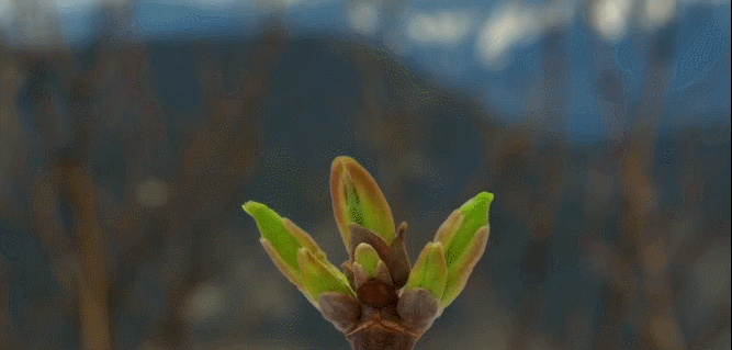 BBC壮美无边 发芽 嫩芽 植物 生长 纪录片
