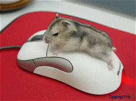 老鼠 可爱 搞笑 鼠标