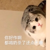 萌宠 喵星人 你好作啊 都喝奶茶了还点无糖 可爱 呆萌