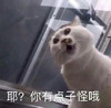 萌宠 猫星人 耶 你有点子怪哦 呆萌 可爱