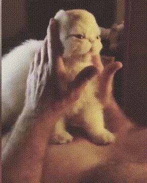 喵星人 萌宠 可爱 猫咪