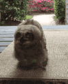 猫头鹰 懵逼脸 害怕 owl