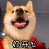 萌宠 汪星人 好开心 哈哈哈 搞怪 逗