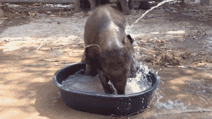 大象 游泳 玩耍 可爱
