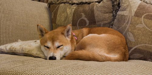狗狗 睡觉 做梦 享受