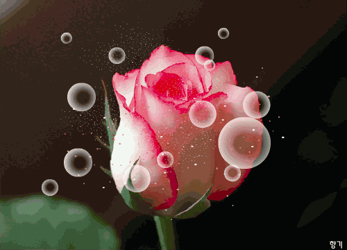 绚丽 泡泡 粉色 玫瑰