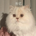 失忆 猫 不记得