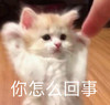 萌宠 猫星人 你怎么回事 好奇 呆萌 可爱