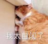 萌宠 猫星人 我太自闭了 难受 呆萌 可爱