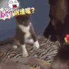 萌宠 汪星人 狗 猫 喵星人