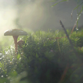 风景 花草 自然 雾 蘑菇