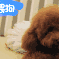 二哈 狗狗 汪星人 萌宠 可爱
