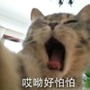 好怕怕 猫咪 搞笑 可爱