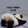 萌宠 熊猫 只想当个快乐鬼 躺着 呆萌 可爱 搞怪
