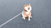 柴犬 拉着走 搞笑