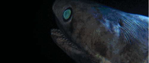 BBC:鲨鱼 动物 深海 皱鳃鲨 科普 鲨鱼