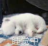 萌宠 汪星人 睡觉中 困了 呆萌 可爱