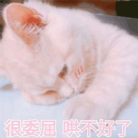 委屈 哄不好 猫