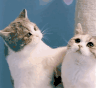 萌宠 猫星人 亲亲 呆萌 可爱