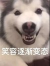 萌宠 汪星人 笑容逐渐变态 无奈 搞怪 逗