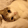 猫咪 卖萌  搞笑  可笑
